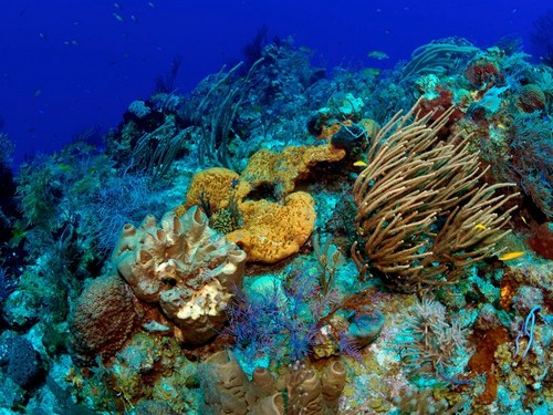Nassau  Bahamas shark watching Shore Excursion