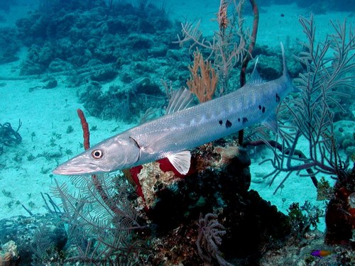 Nassau shark watching Cruise Excursion