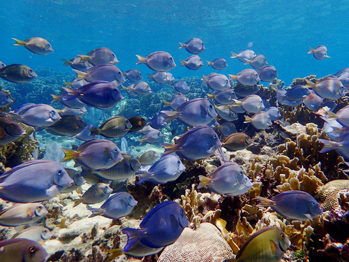 Roatan beach Shore Excursion Cost