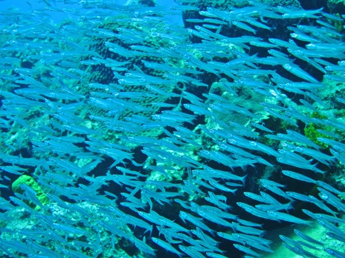 Grand Cayman coral barrier reef snorkel Reservations