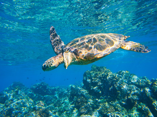Maui (Kahului) 2 stop snorkel Shore Excursion Reservations