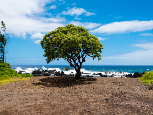 Maui (Kahului) Honomanu Shore Excursion Reviews