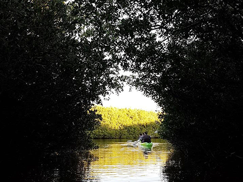 Mazatlan Mangroves Eco Tour Cost