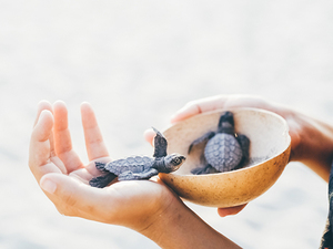 Mazatlan Sea Turtle Hatchling Release and El Verde Kayak Excursion