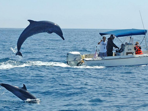 Mazatlan Swim with Wild Dolphins Excursion