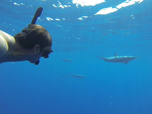 Mazatlan wild dolphins Cruise Excursion Booking