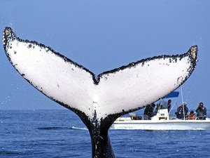 Mazatlan Whale Watching Research Excursion
