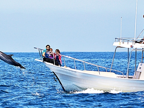 Mazatlan  Mexico dolphin swim Trip Booking