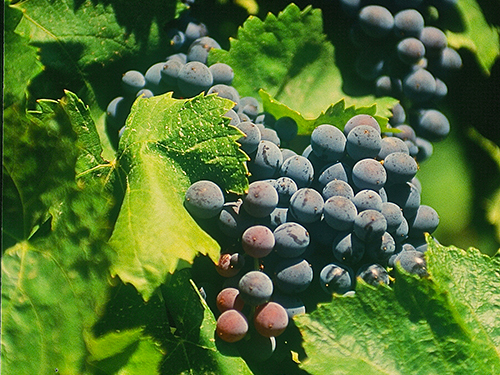 Messina Private Full Day to Mount Etna and Wine Tasting Excursion