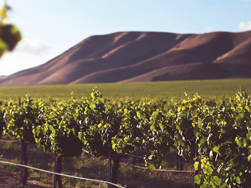 Messina Private Full Day to Mount Etna and Wine Tasting Excursion