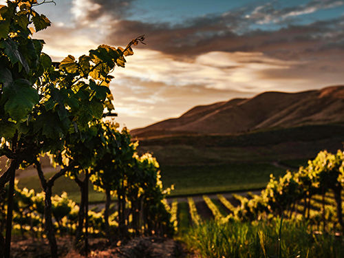 Messina Private Full Day to Mount Etna and Wine Tasting Excursion