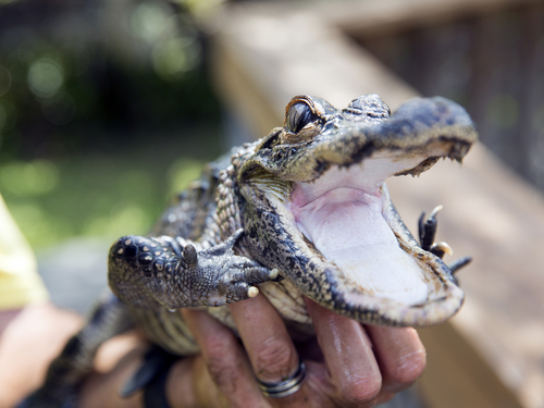 Miami alligator show Shore Excursion Booking