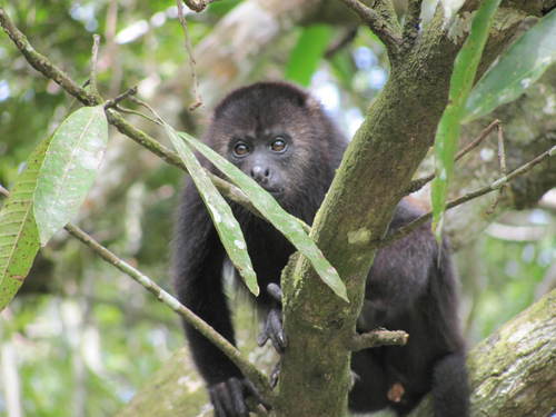 Belize  Belize City Howler monkeys Cruise Excursion