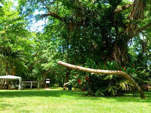 Montego Bay Dunn's River Falls Excursion with Cocktails and Lunch at Reggae Hill