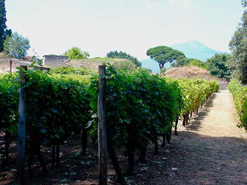 Naples Wine Tasting Walking Excursion Booking