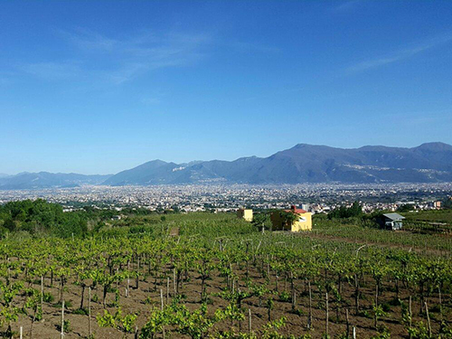 Naples Italy Vineyard Cruise Excursion Reservations