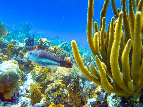 Nassau Pearl Island Beach Trip Booking
