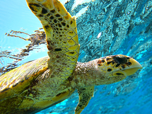 Nassau Bahamian Lunch Turtles Cruise Excursion Cost