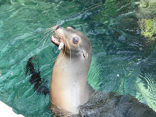 Nassau Thrill Seekers Powerboat and Snorkel Excursion