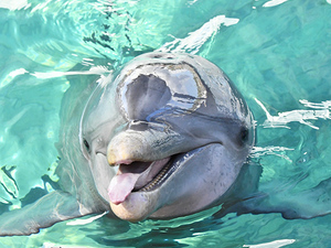 Nassau Thrill Seekers Powerboat and Snorkel Excursion