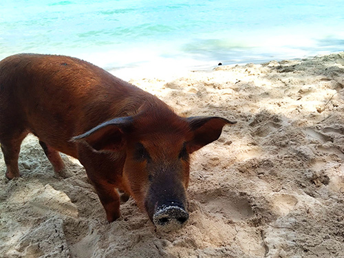 Nassau Thrill Seekers Powerboat and Snorkel Excursion
