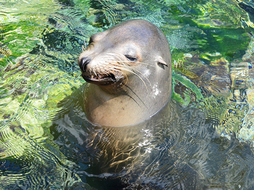 Nassau Thrill Seekers Powerboat and Snorkel Excursion