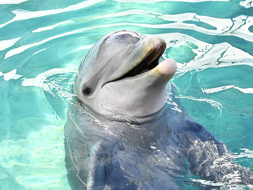 Nassau Thrill Seekers Powerboat and Snorkel Excursion