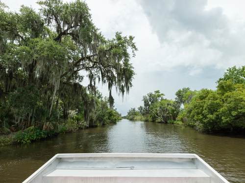 New Orleans  Louisiana / USA Swamp preserve Tour Prices