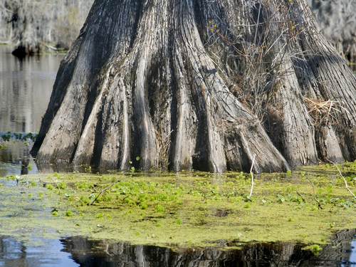 New Orleans  Louisiana / USA Swamp preserve Tour Booking