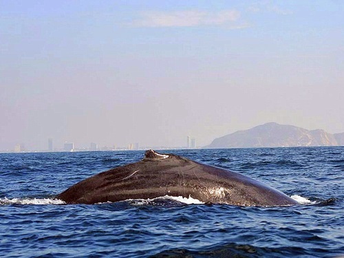 Mazatlan Mexico humpback whales Tour Tickets