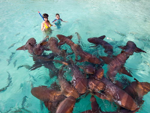 Belize City shark alley snorkel Shore Excursion Reservations