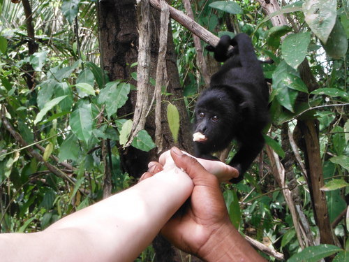 Belize Howler monkeys Cruise Excursion