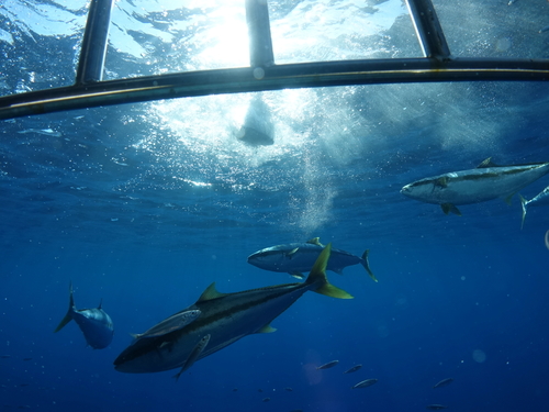 Oahu (Honolulu) Hawaii Tiger shark Cruise Excursion Reviews