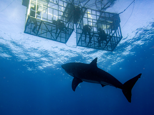 Oahu (Honolulu) Galapagos Shark Trip Prices