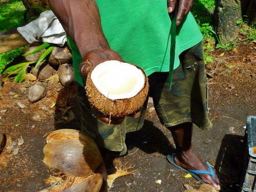 St. Lucia coconut plantation Trip Reviews