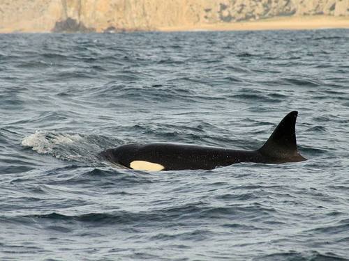 Cabo San Lucas  Mexico whale watching Tickets