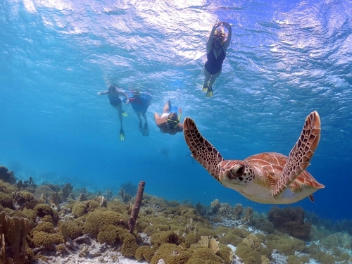 Belize snorkeling Cruise Excursion Cost