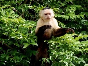 Panama Colon Boat ride to Monkey Island and Colonial Streets Sightseeing Excursion