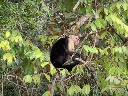 Panama Colon Boat ride to Monkey Island and Colonial Streets Sightseeing Excursion