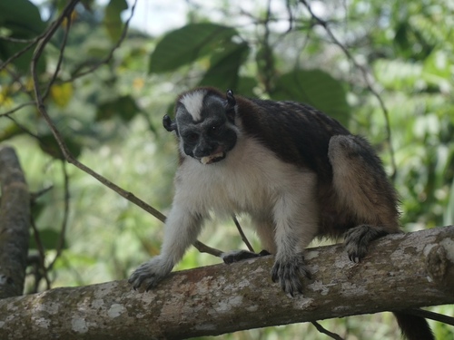 Panama Colon Boat ride to Monkey Island and Colonial Streets Sightseeing Excursion