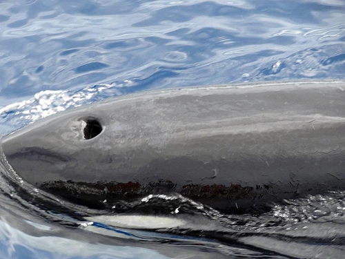 Castries dolphin watching Excursion Booking