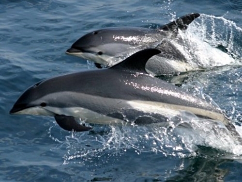 St. Lucia dolphin watching Cruise Excursion Tickets