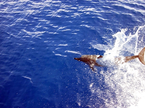 St. Lucia Pilot whale Cruise Excursion Tickets