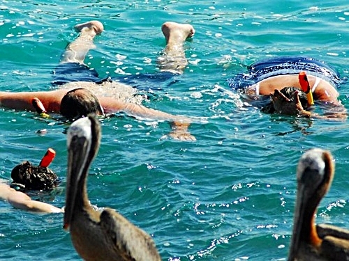 Cabo San Lucas guided snorkel Tickets