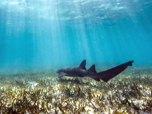 Belize shark ray alley Shore Excursion Booking