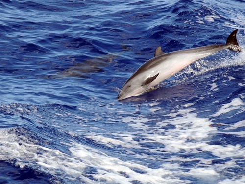 Castries dolphin watching Tour Prices