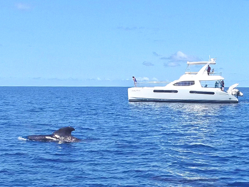 St. Lucia dolphin watching Tour Booking