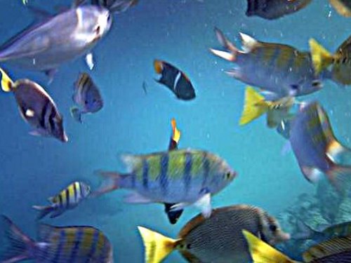 Cabo San Lucas beach  Cruise Excursion