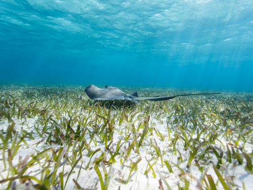 Belize shark ray alley Tour Prices