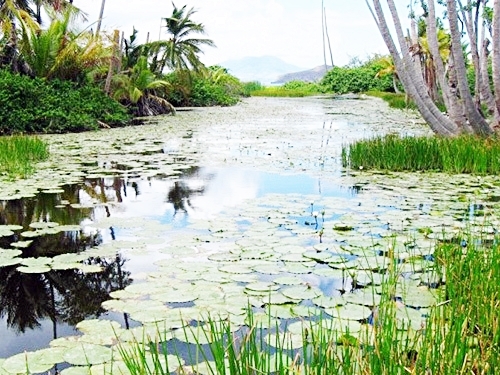 StBasseterre catamaran snorkel Shore Excursion Cost